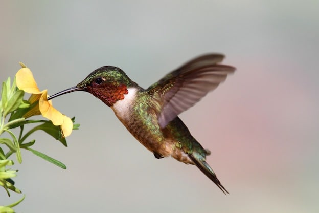 Hummingbird Diet Facts Foods