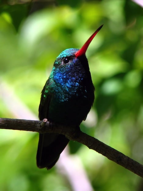 Where do hummingbirds sleep?