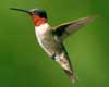 types of hummingbird