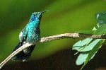 Beautiful Green Violetear Hummingbird