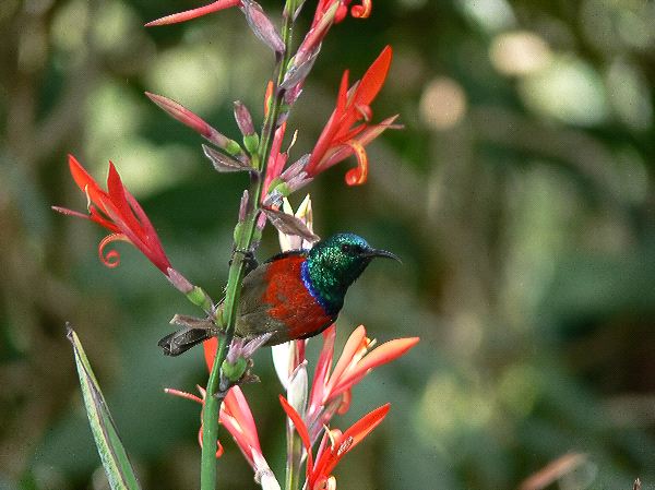 Beautiful Hummingbird Still on Flowers