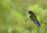 Collared Inca Hummingbird In South American Forest