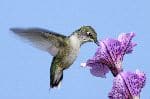 Female Ruby Throated Hummingbird In Flight