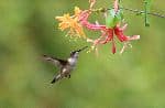 Hummingbird And Honeysuckle Flower