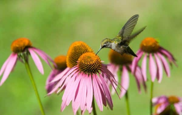 Hummingbird And Pink Flowers
