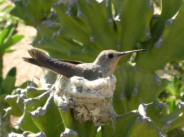 Hummingbird On Nest