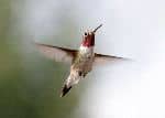Male Ruby-Throated Hummingbird In Flight