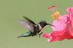 Male Ruby Throated Hummingbird - Archilochus Colubris