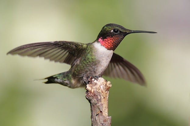 Ruby-throated Hummingbird characteristics