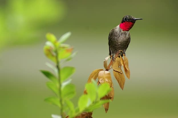 Información sobre el colibrí de Garganta Roja.