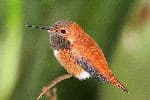 Rufous Hummingbird On A Perch - Selasphorus Rufus