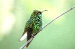 Small Hummingbird In Subtropical Forest