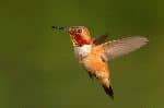 Small Rufous Hummingbird In Flight