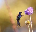 Swallow-tailed Hummingbird Feeding On Flower