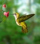 Yellow Hummingbird Absorbing Nectar
