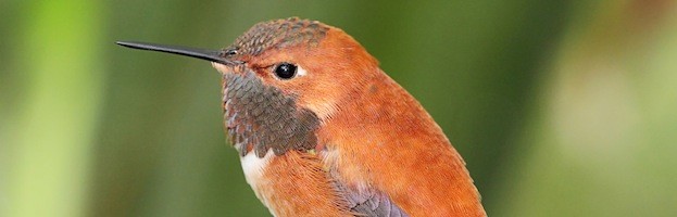 Hummingbird Anatomy