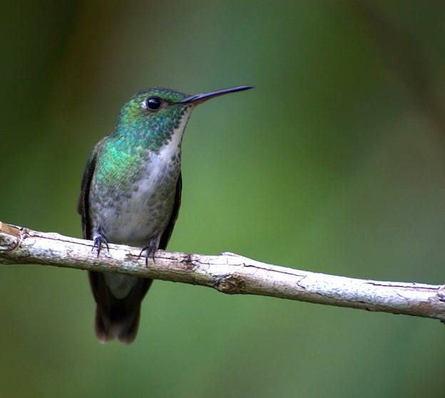 información sobre el colibrí esmeralda tornasolada.