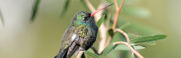 Hummingbird Habitat
