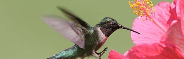 Hummingbird Information