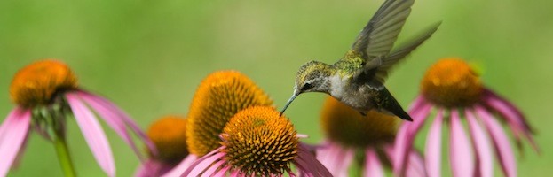 Hummingbird Videos